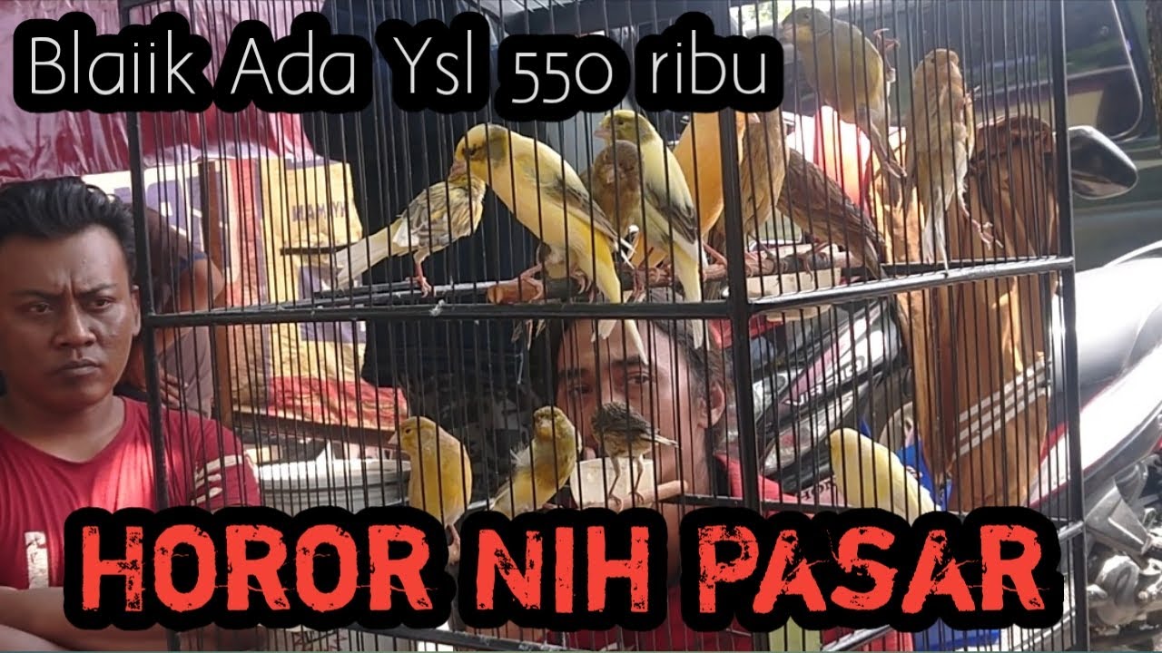 Test Kriuk Harga Kenari Di Pasar2 Klaten Dan Sekitarnya