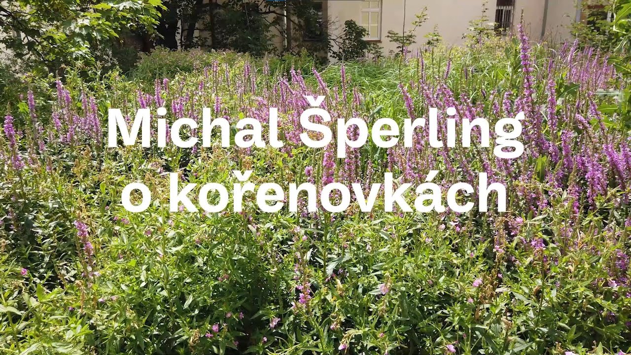 Michal Šperling o kořenovkách