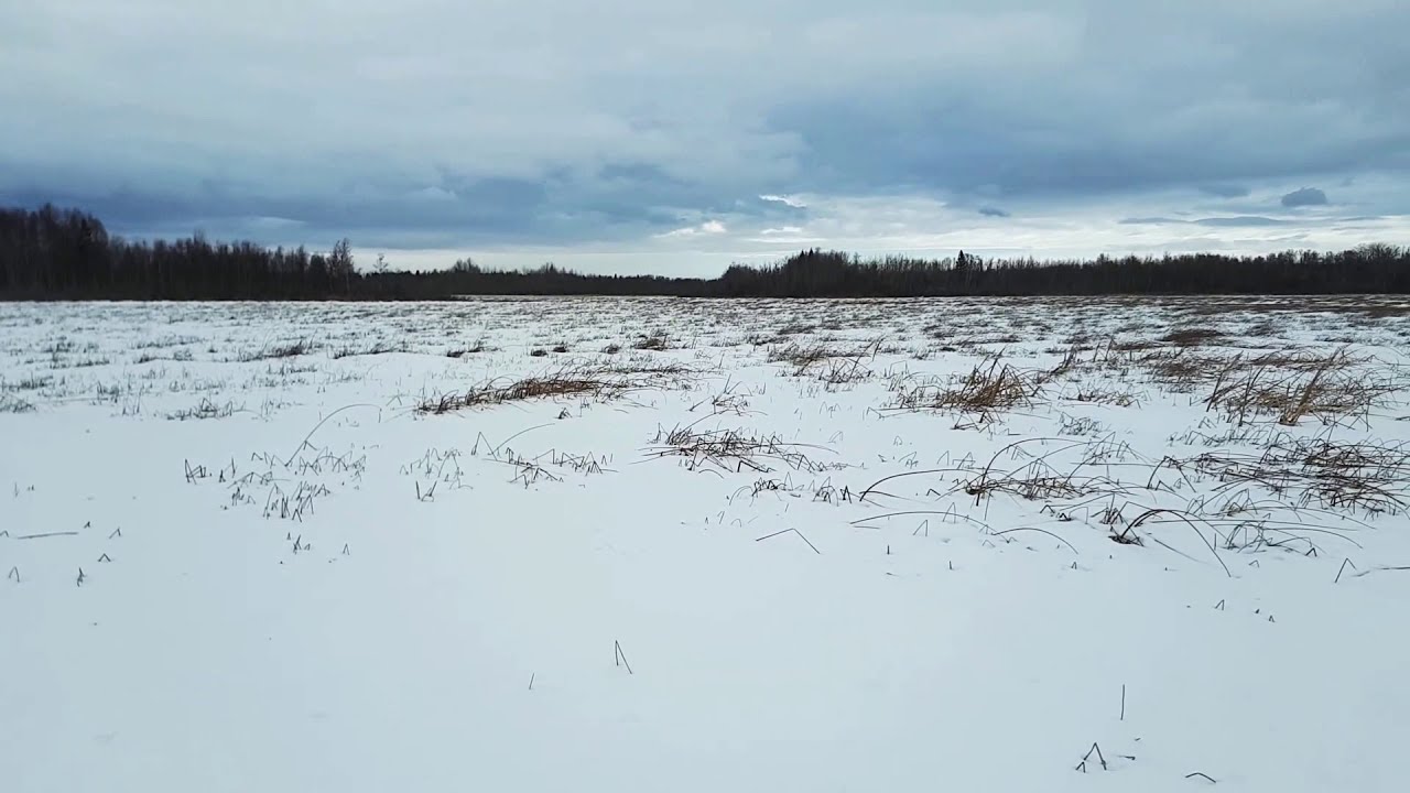 Clifford lee wetland