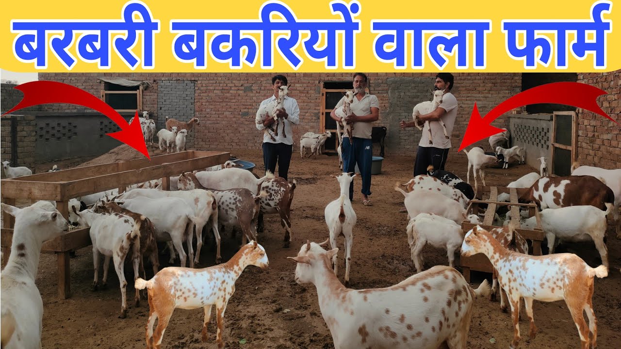 बरबरी नस्ल में बकरी पालन की फुल जानकारी ll Barbari Goat Farm Punjab #barbari #goat 👍 9779772808