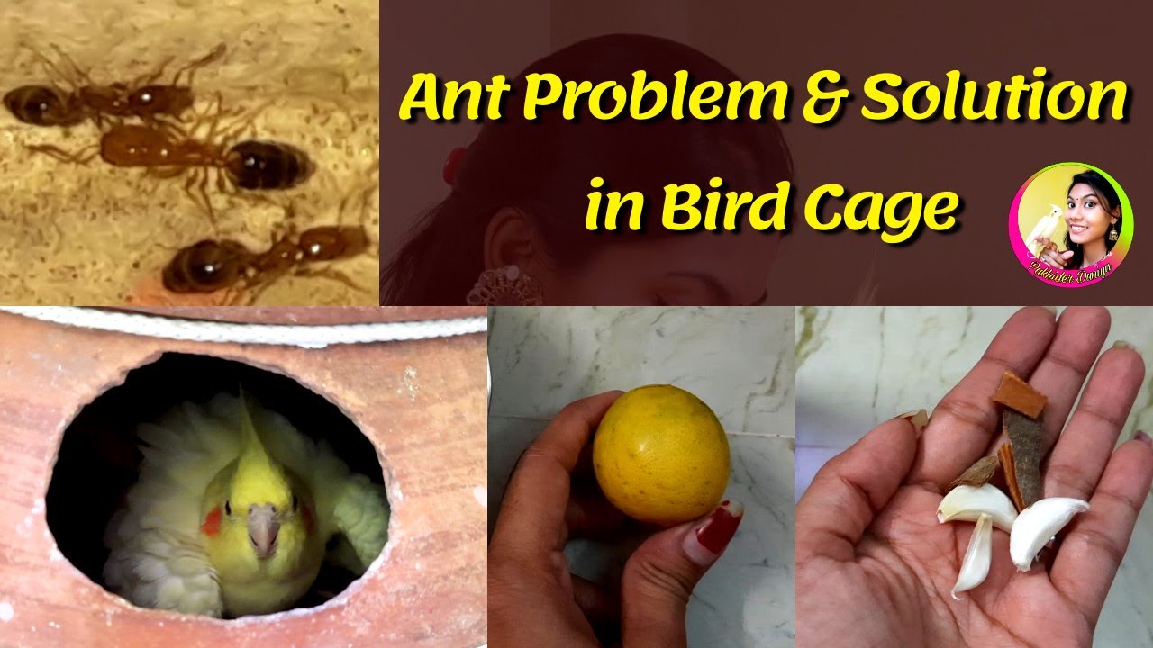 Ant Problem and solution in Bird Cage || How to Save Bird From Ant || Bird care