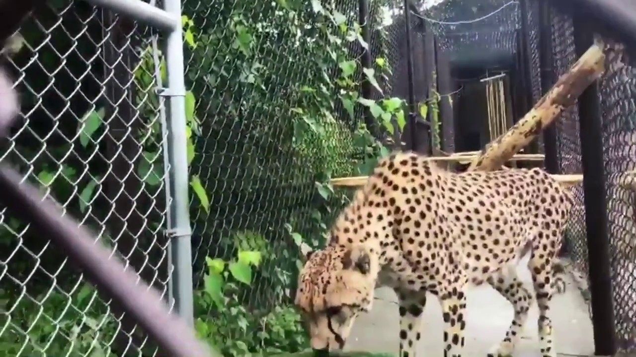 Cheetah :: Obstacle Course
