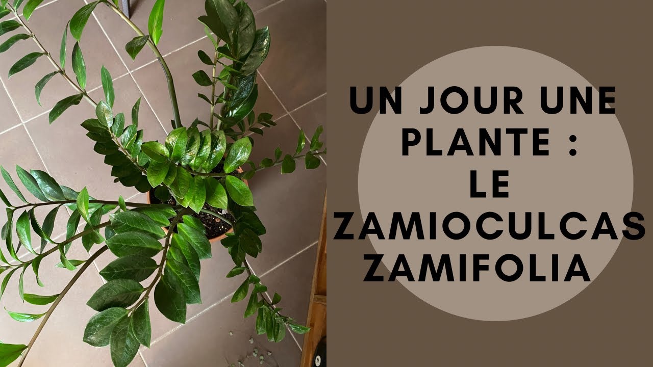 Un Jour Une Plante :  Le Zamioculcas Zamifolia