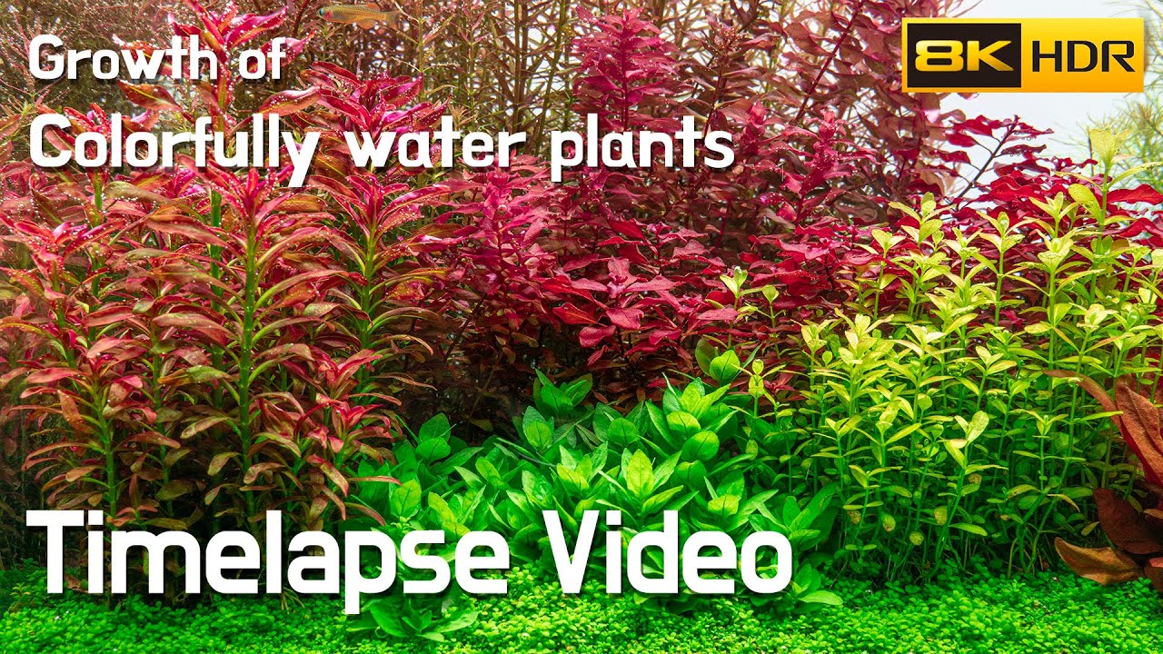 [8K HDR] Colorfully water plants aquarium Timelapse