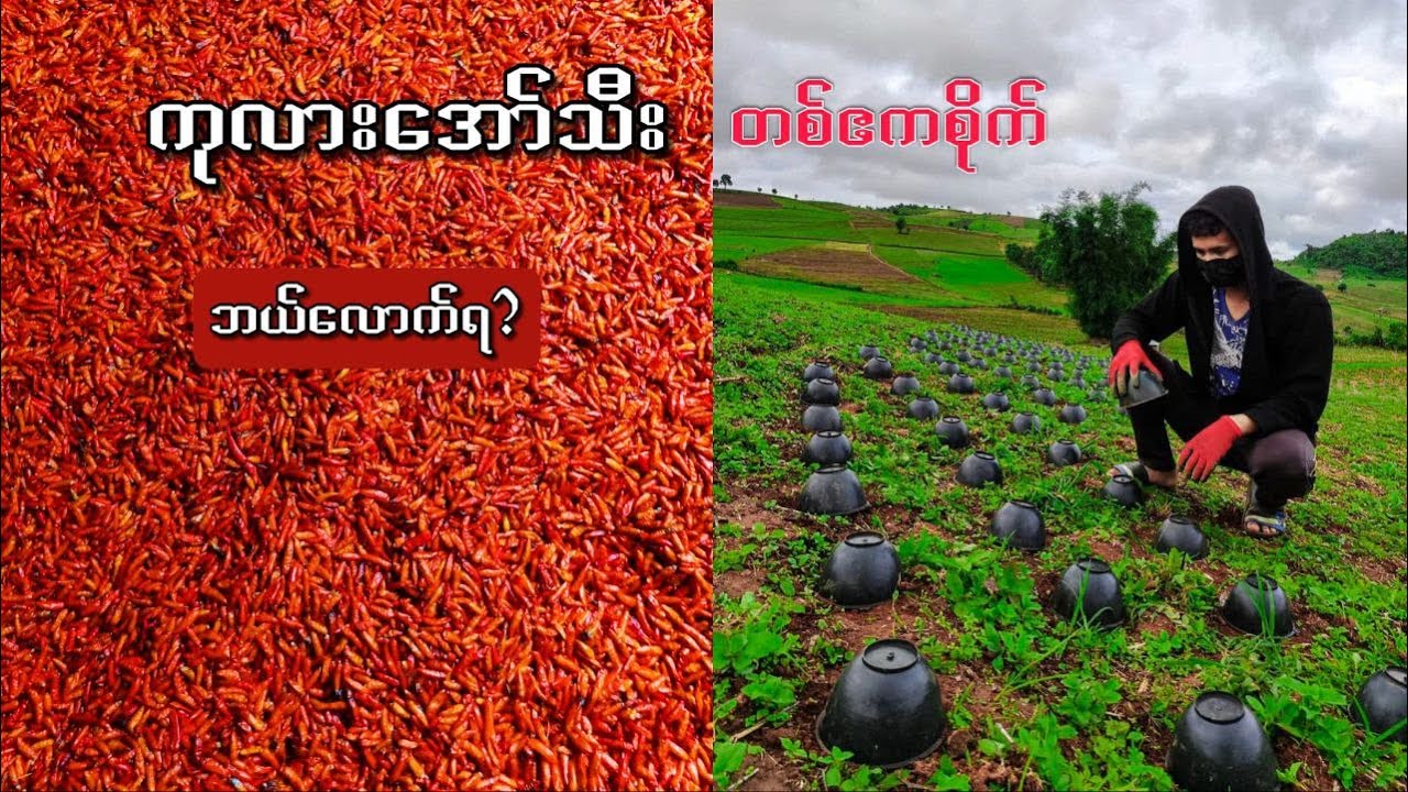ကုလားအော်သီးစိုက် ဘယ်လောက်ရ ?