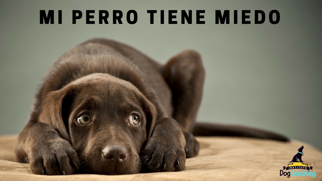 Mi perro tiene miedo ¿Qué hago?