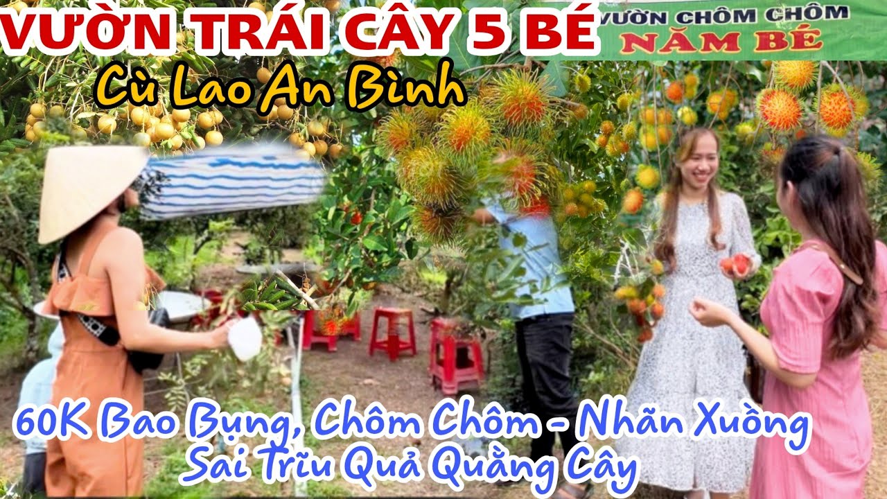 Toàn Cảnh VƯỜN TRÁI CÂY 5 BÉ Vĩnh Long -Chôm Chôm,Nhãn Xuồng Vàng Trĩu Quả Ăn Từ Sáng Tới Chiều KPVL
