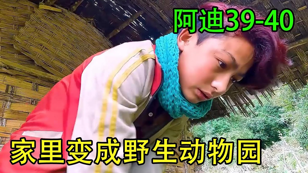 阿迪家里小动物越来越多，每天都忙的不可开交，家里已经装不下了