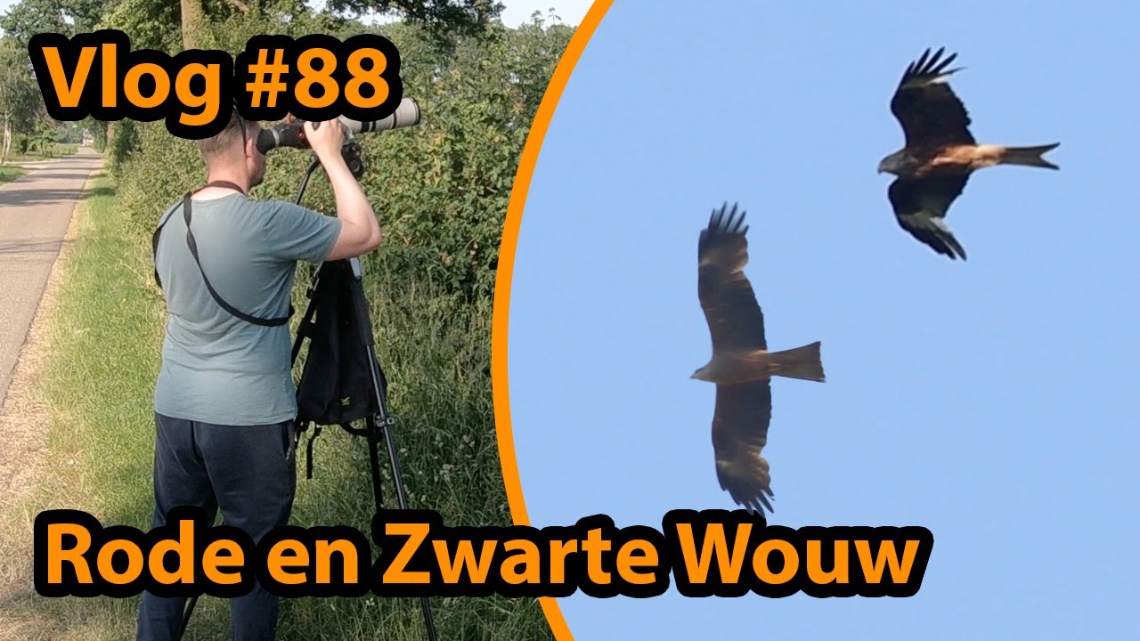 Ik zag de Mooiste Roofvogels van Nederland!