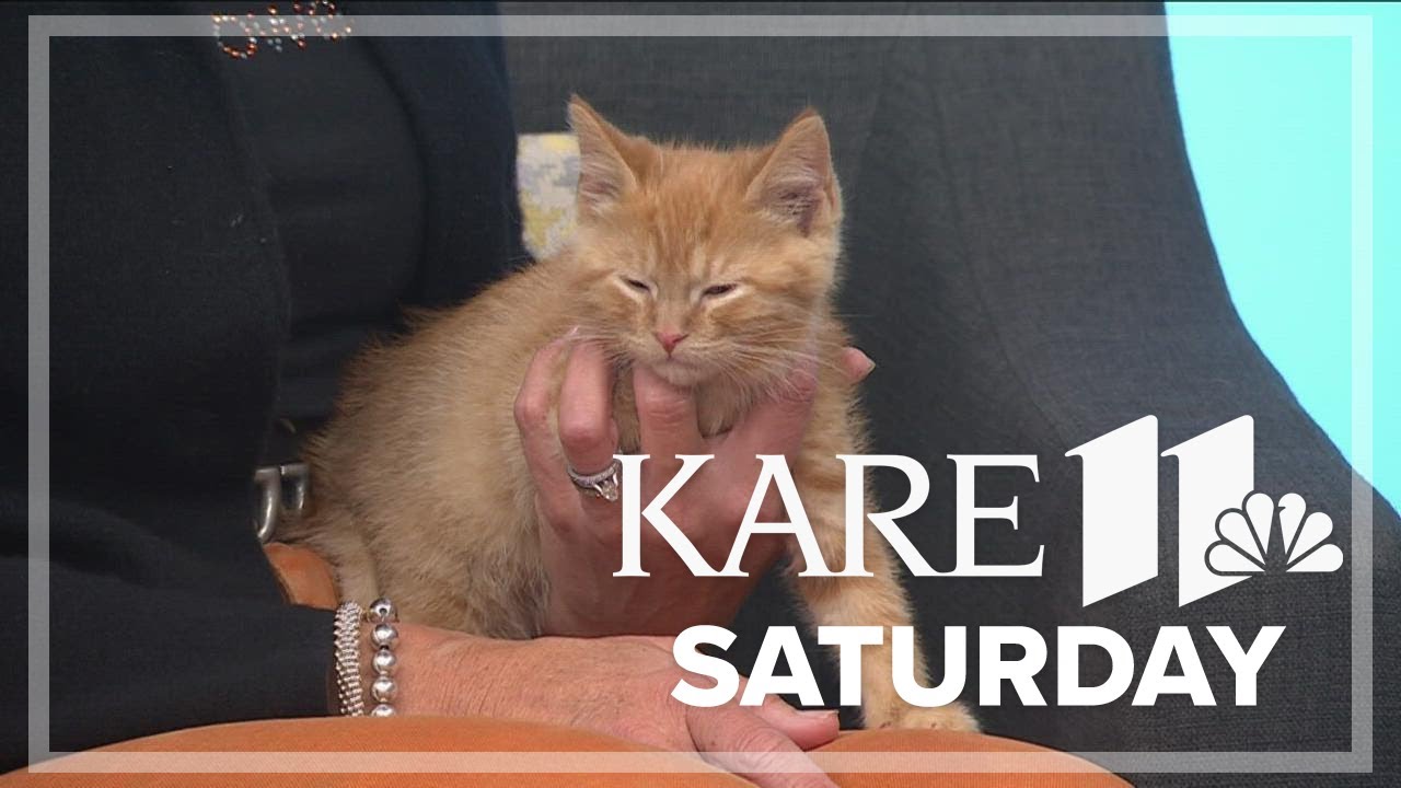 Bitty Kitty Brigade spreads awareness about saving orphaned neonatal kittens