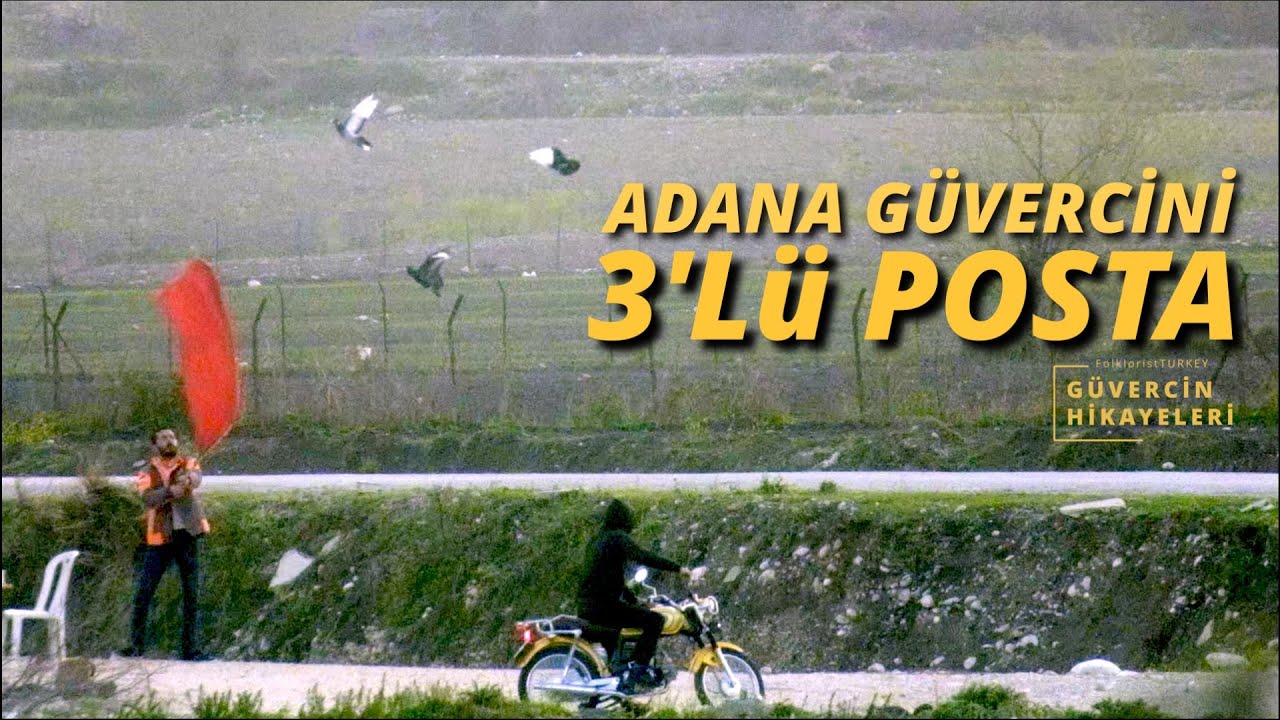 Adana G&uuml;vercini &Uuml;&ccedil;l&uuml; Posta | G&uuml;vercin Hikayeleri Adana G&uuml;vercini 3'l&uuml; Posta | Parlak Dalış Videoları