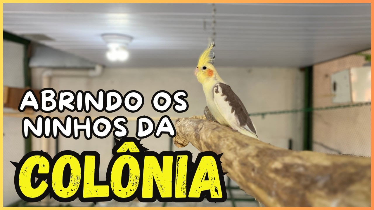 ABRINDO OS NINHO DA REPRODUÇÃO EM COLÔNIA