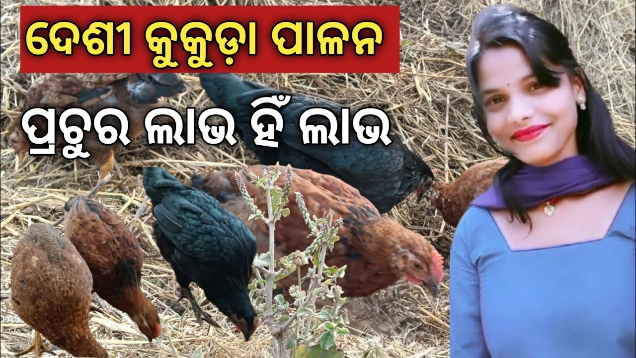 Gauli desi kukuda chasa l gauli desi kukuda farm 🐓