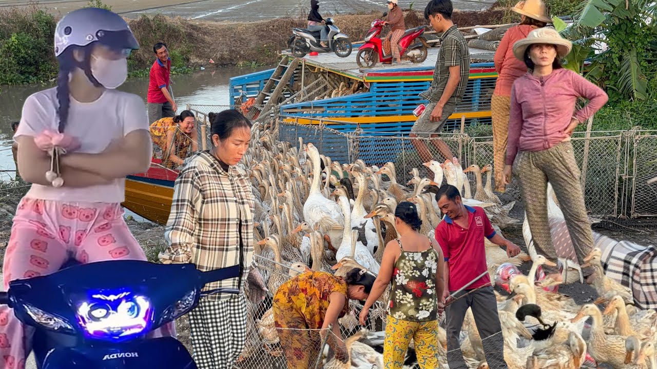 Full Video: Amazing Scene—Trucks and Boats Carry Unique Migratory Ducks Across Rural Vietnam Daily