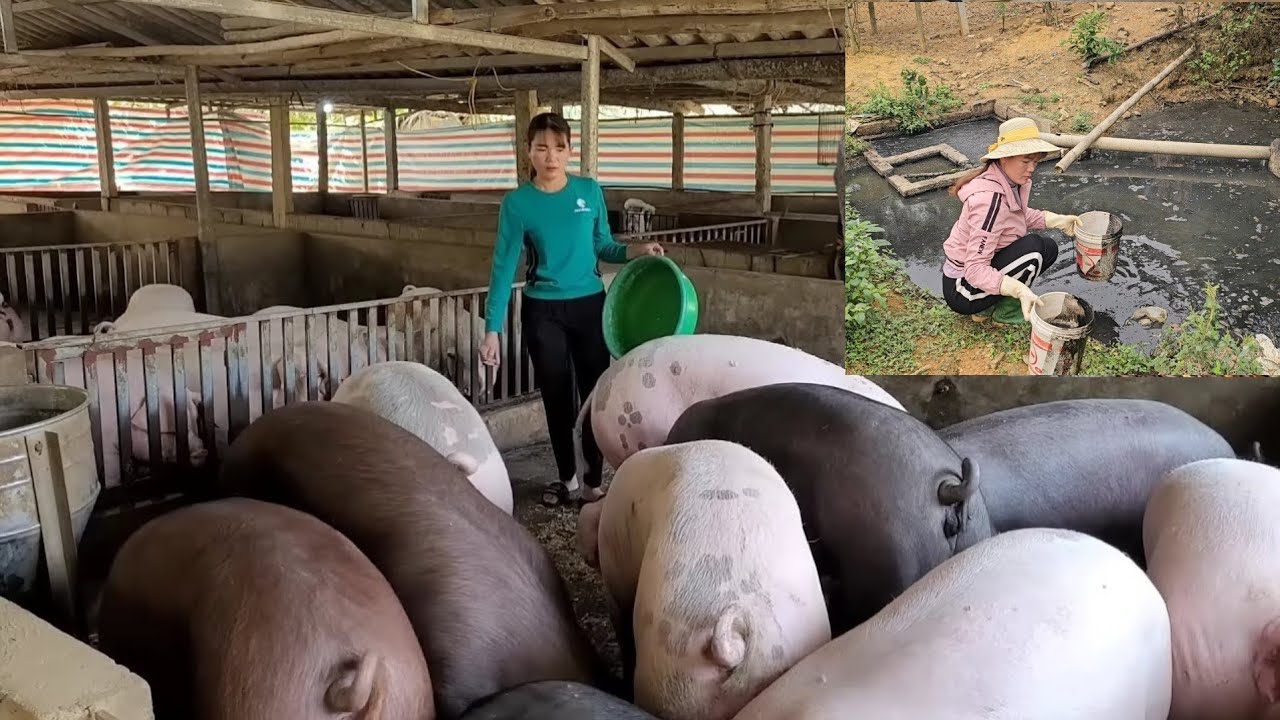 Pig farming, pig manure is treated through biogas digester to make fertilizer for crops. ( Ep 346 )