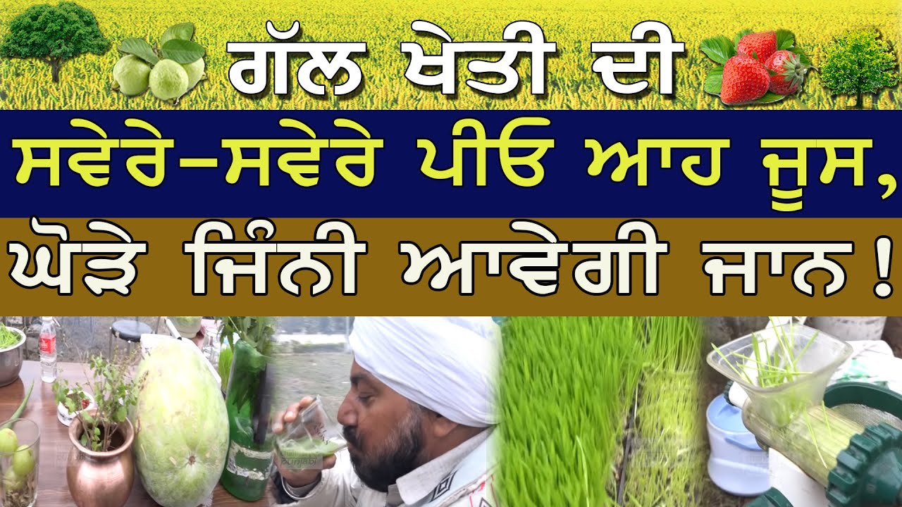 ਸਵੇਰੇ-ਸਵੇਰੇ ਪੀਓ ਆਹ ਜੂਸ, ਘੋੜੇ ਜਿੰਨੀ ਆਵੇਗੀ ਜਾਨ || Wheat Grass, [ Gal Kheti Di | ਮਿਲੋ.8437872086