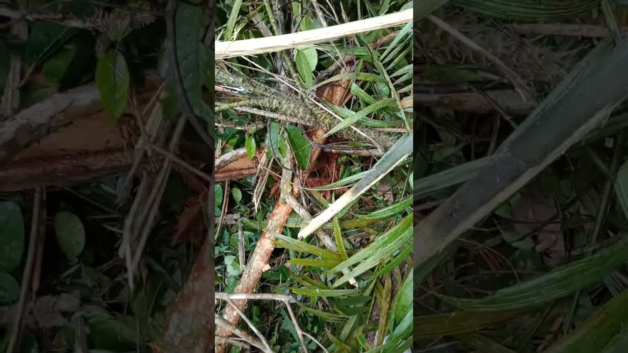 Pengambilan buah rinu  atau dibilang kemukus ges  yang tumbuh di hutan teropis seperti ini ges 