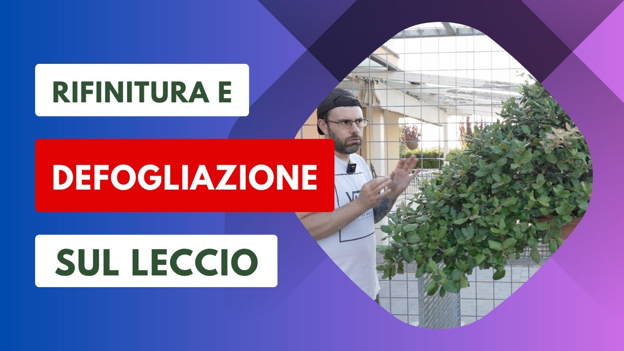 COME ESEGUIRE LA DEFOGLIAZIONE E RIFINITURA SUL BONSAI