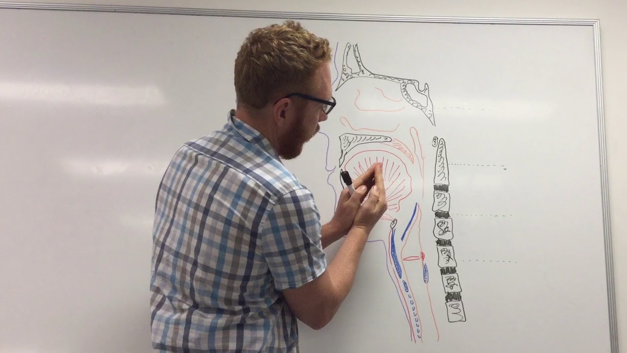 Larynx and Phonation (part 1of 2) - Introduction and Cartilage framework