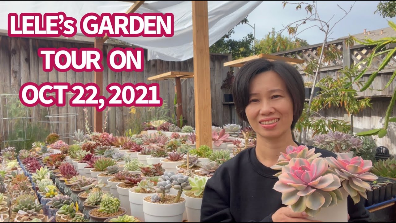 #558 LELE’s GARDEN TOUR  ON OCT 22, 2021 | THĂM VƯỜN SEN ĐÁ NHÀ LÊLÊ | 다육식물 | 多肉植物 | Suculentas