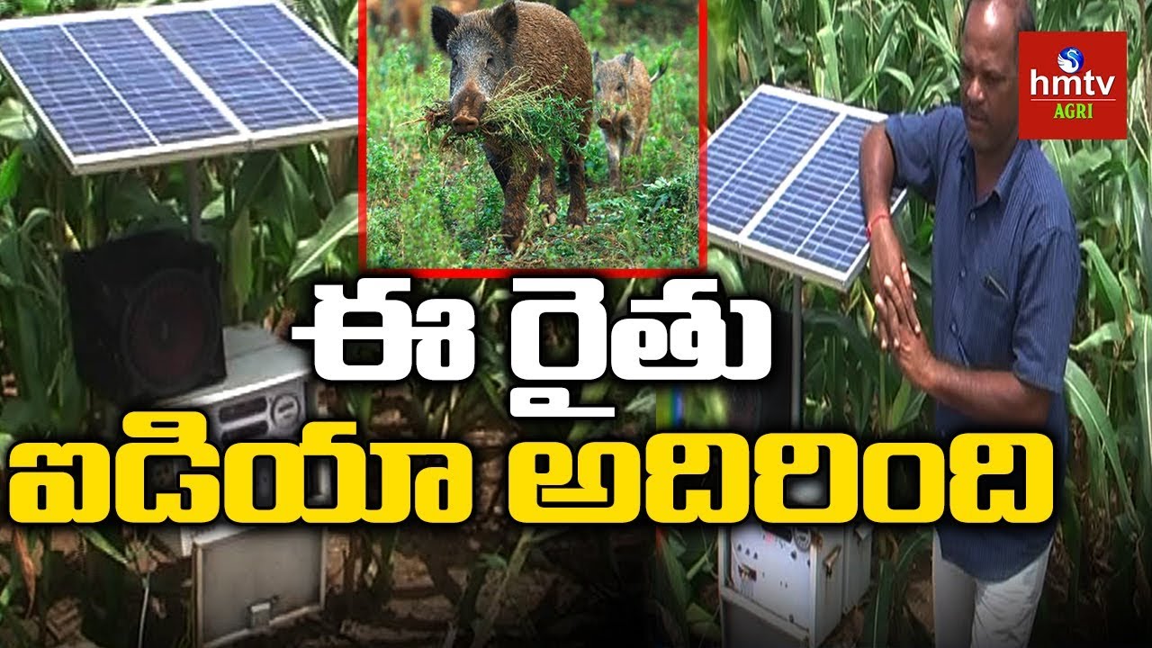ఈ యంత్రం 5 ఎకరాల పంటను పందుల నుండి కాపాడుతుంది | 'Solar Sound Machine' to Protect Crops | hmtv Agri