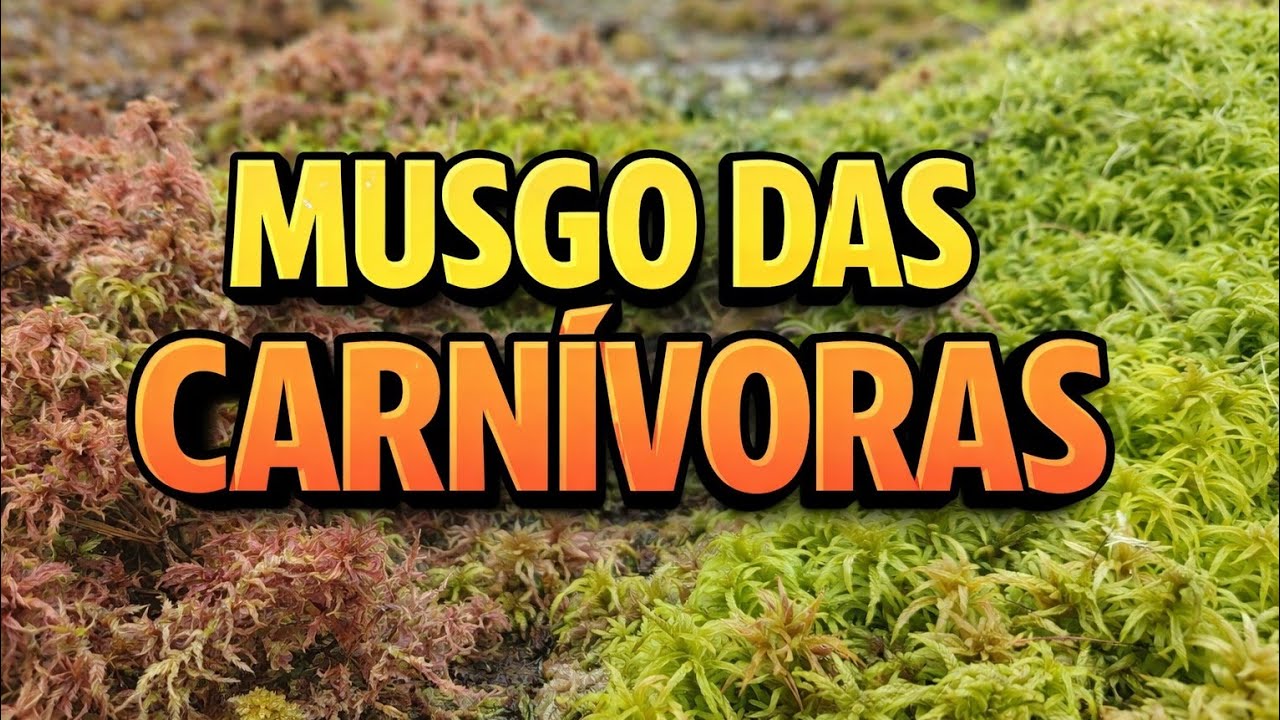 MUSGO SPHAGNUM PARA PLANTAS CARNÍVORAS | TUTORIAL COMO CUIDAR