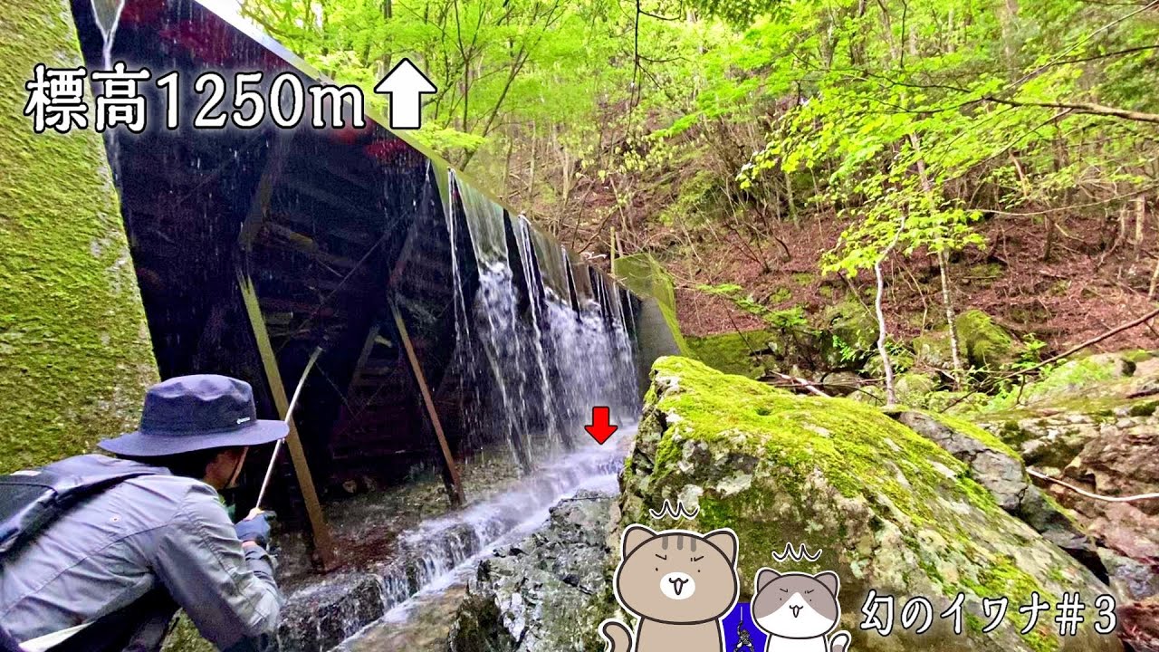 標高1250m↑九州最高峰級の渓に挑んだら背後から突然…【源流/渓流釣り】