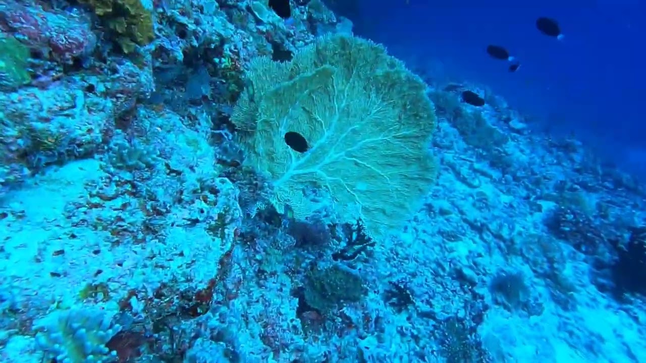 Keana diving maledives part 4 colourful ari atoll