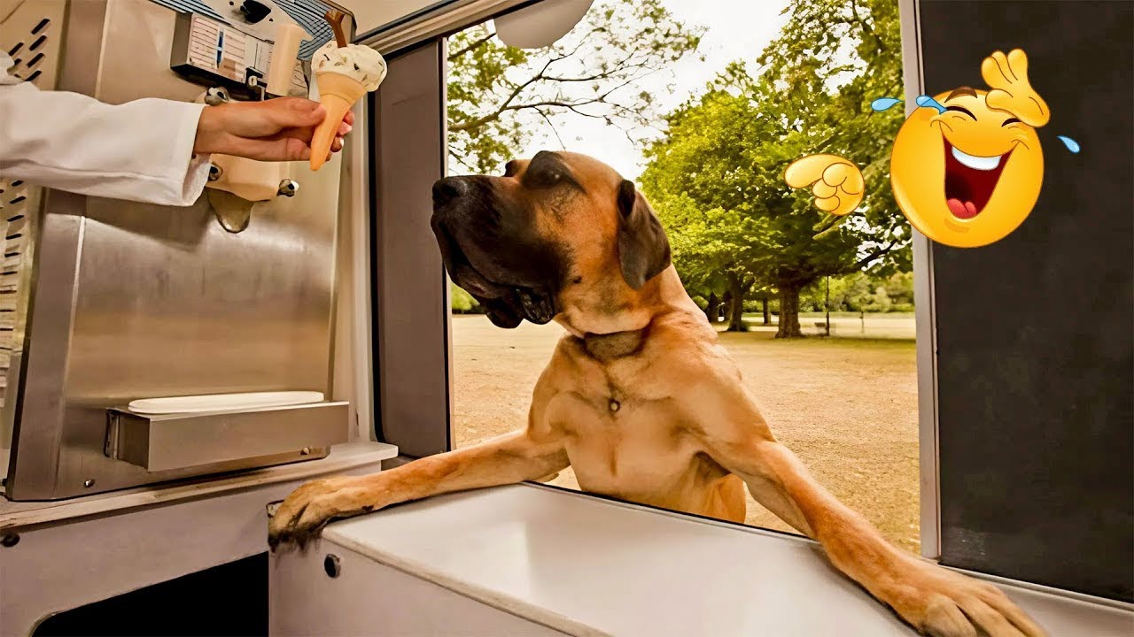 The FUNNIEST Pet Videos of the year! 🤣ULTIMATE Cat and Dog Videos!