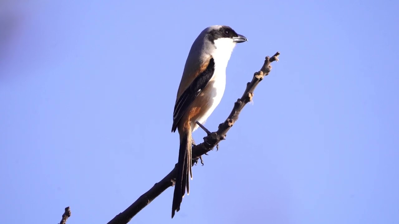 棕背伯勞模仿鳥音_1