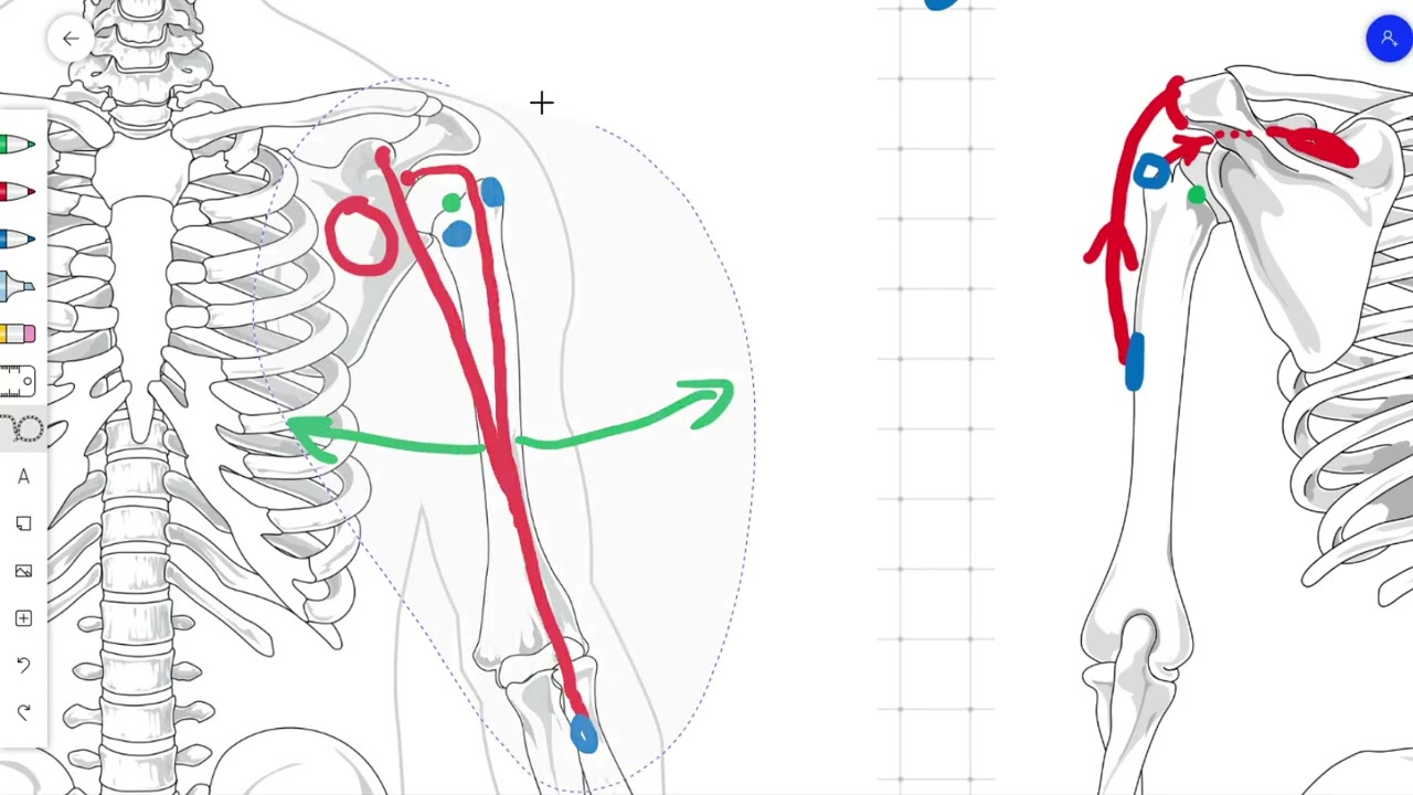 Anatomia w pigułce. 1. Mięśnie działające na ramię.