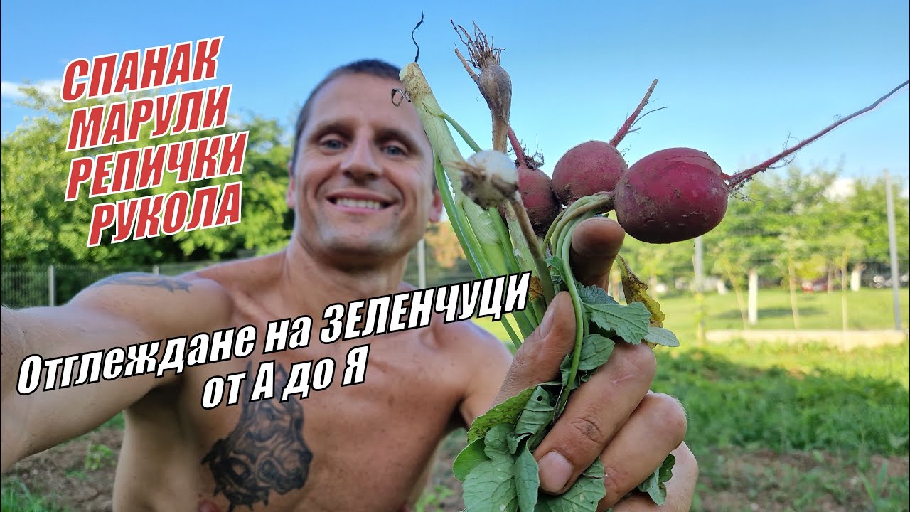 Отглеждане на СПАНАК - МАРУЛИ - РЕПИЧКИ - РУКОЛА от А до Я