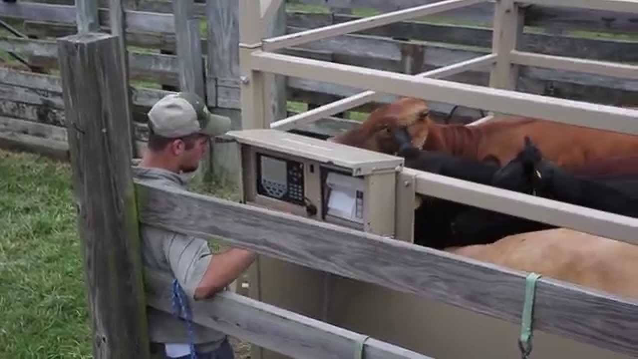 Rice Lake Livestock Scales Sales Video
