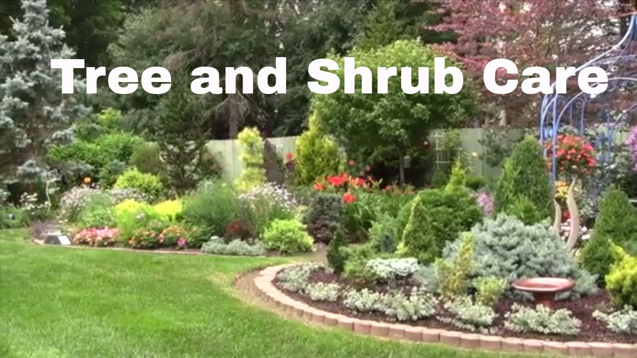 How to Keep Your Trees and Shrubs Healthy
