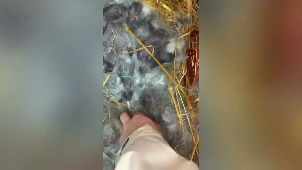 Пішли окроли