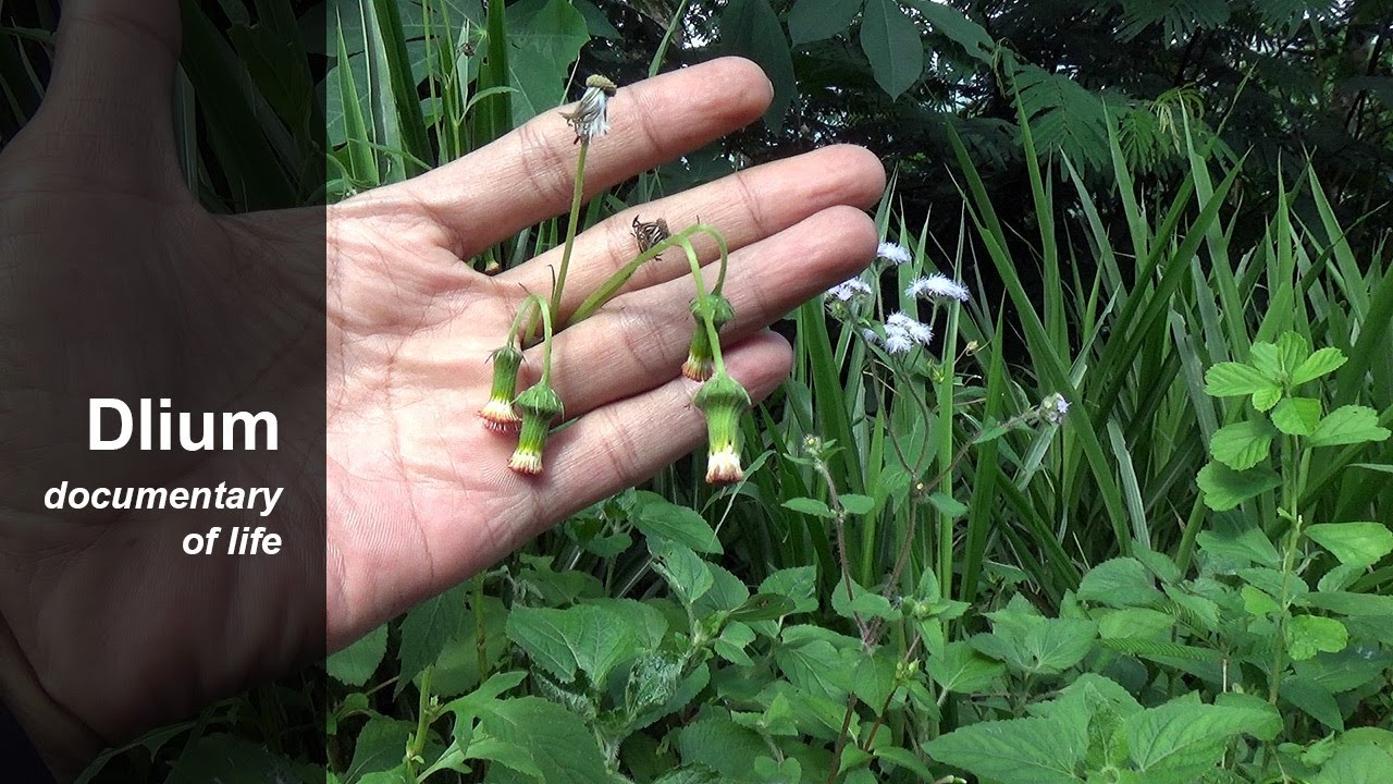 Redflower ragleaf (Crassocephalum crepidioides)