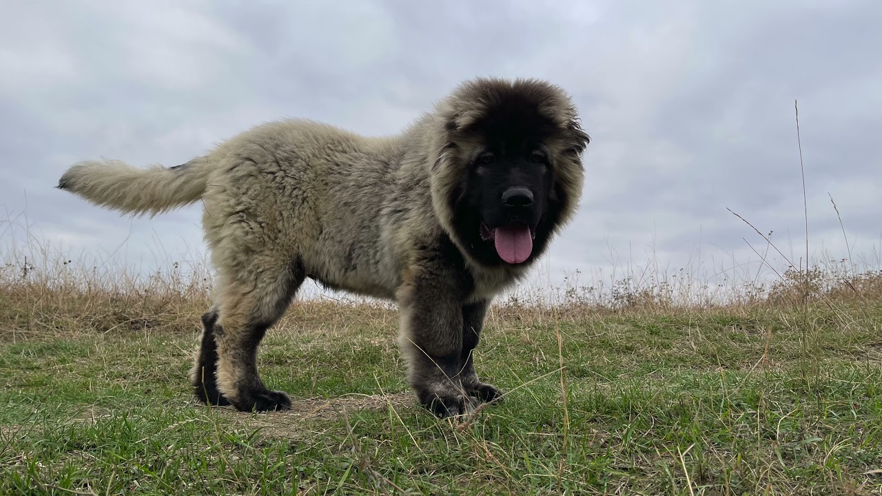 Mama, tata si fratii lui Everest ciobanescul nostru caucazian