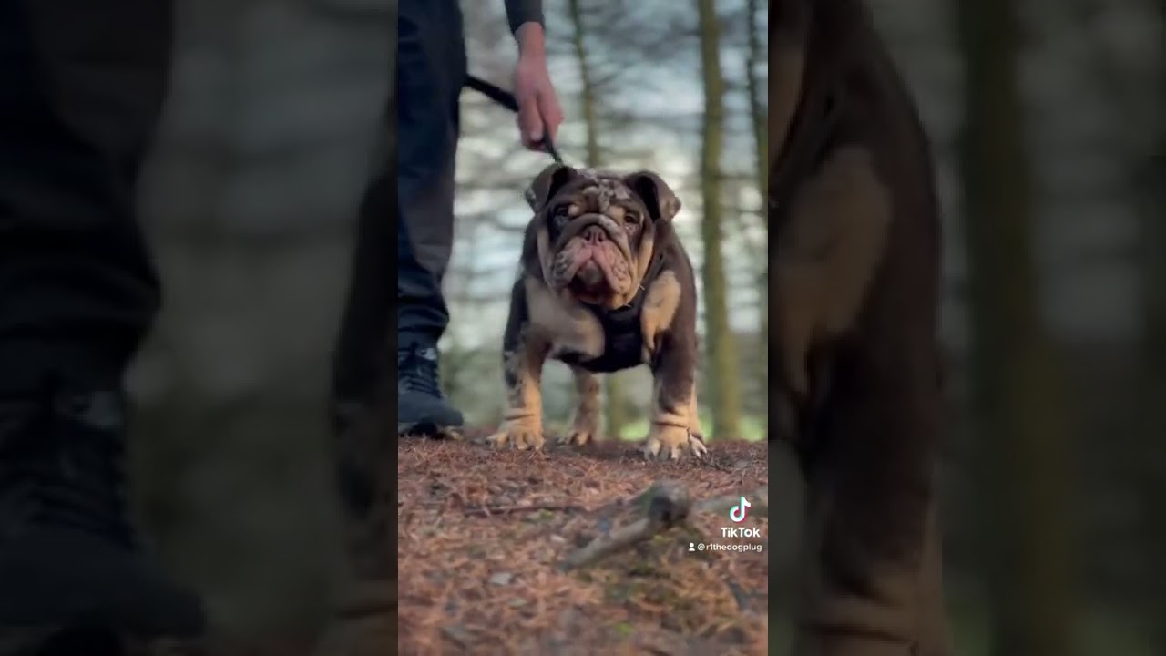 ENGLISH BULLDOG 🧩JIGSAW ONLY SPLIT FACE CHOCOLATE MERLRE IN THE UK🍫🇬🇧