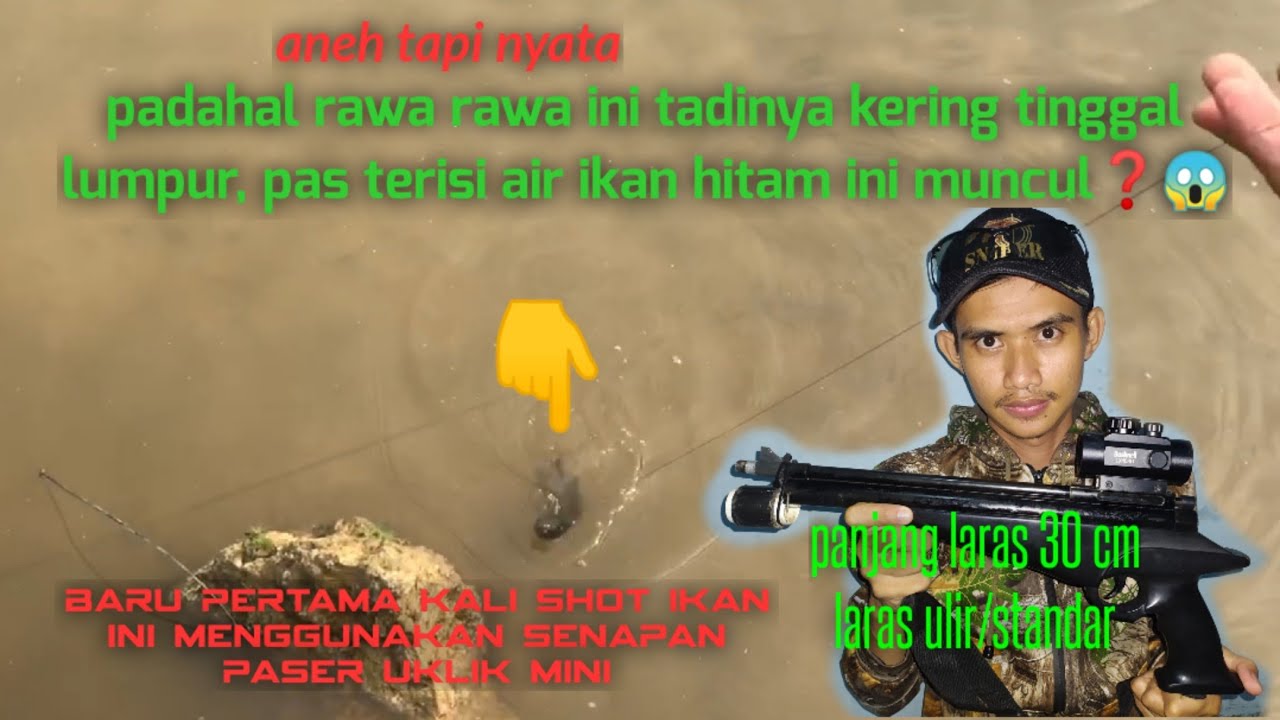 🌀#paser uklik mini berulah kembali shot ikan hitam misterius 😱