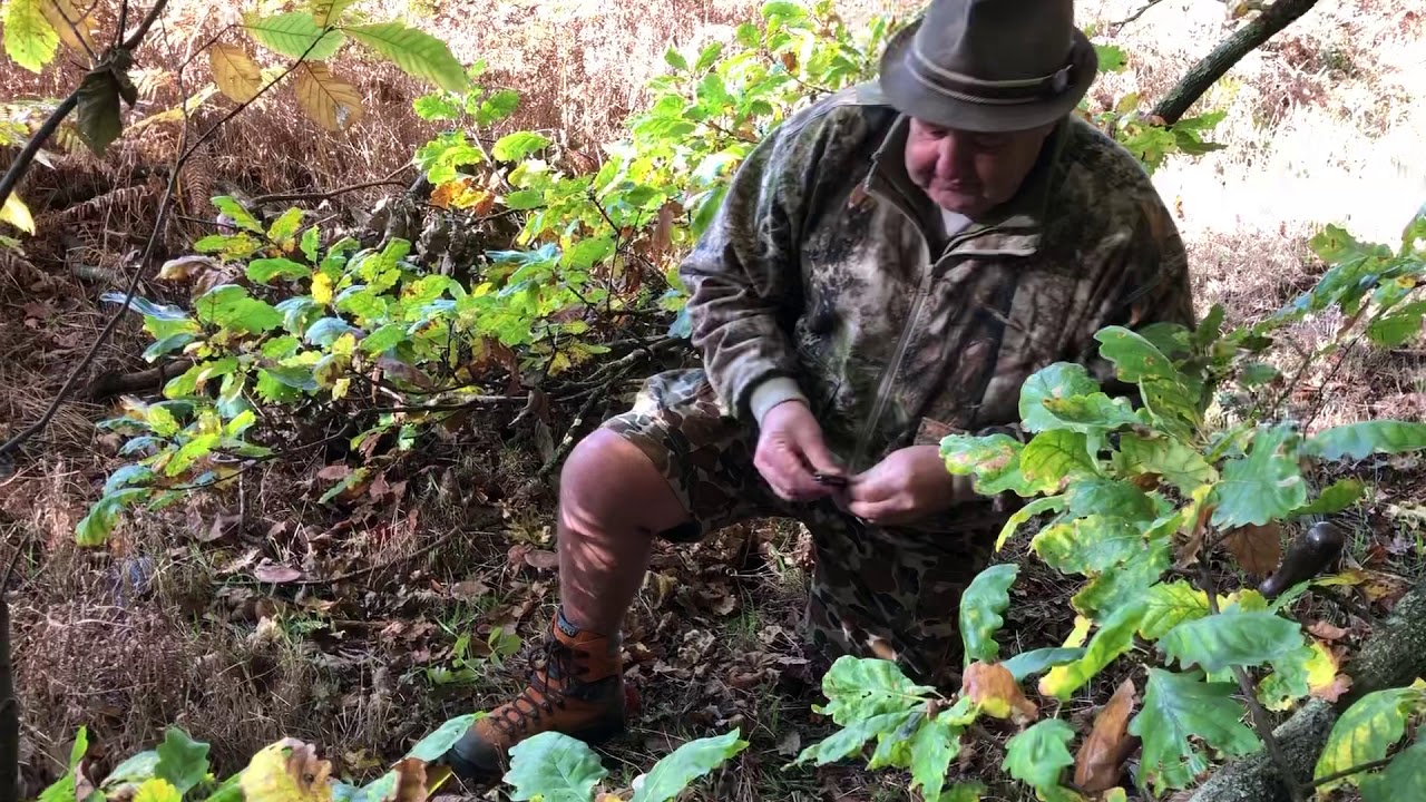 Wood Blewit Foraging