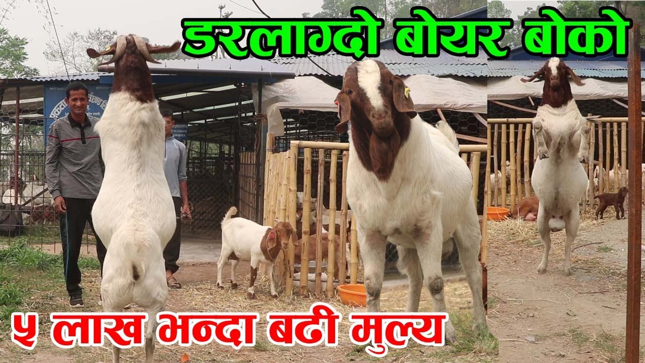 अण्डा र दुध खाएर सानसँग खोरमा एक्लै बस्छ ‘गमे’ नामको बोयर बोको, १०० प्रतिशत बोयर  │Nepal Chitra