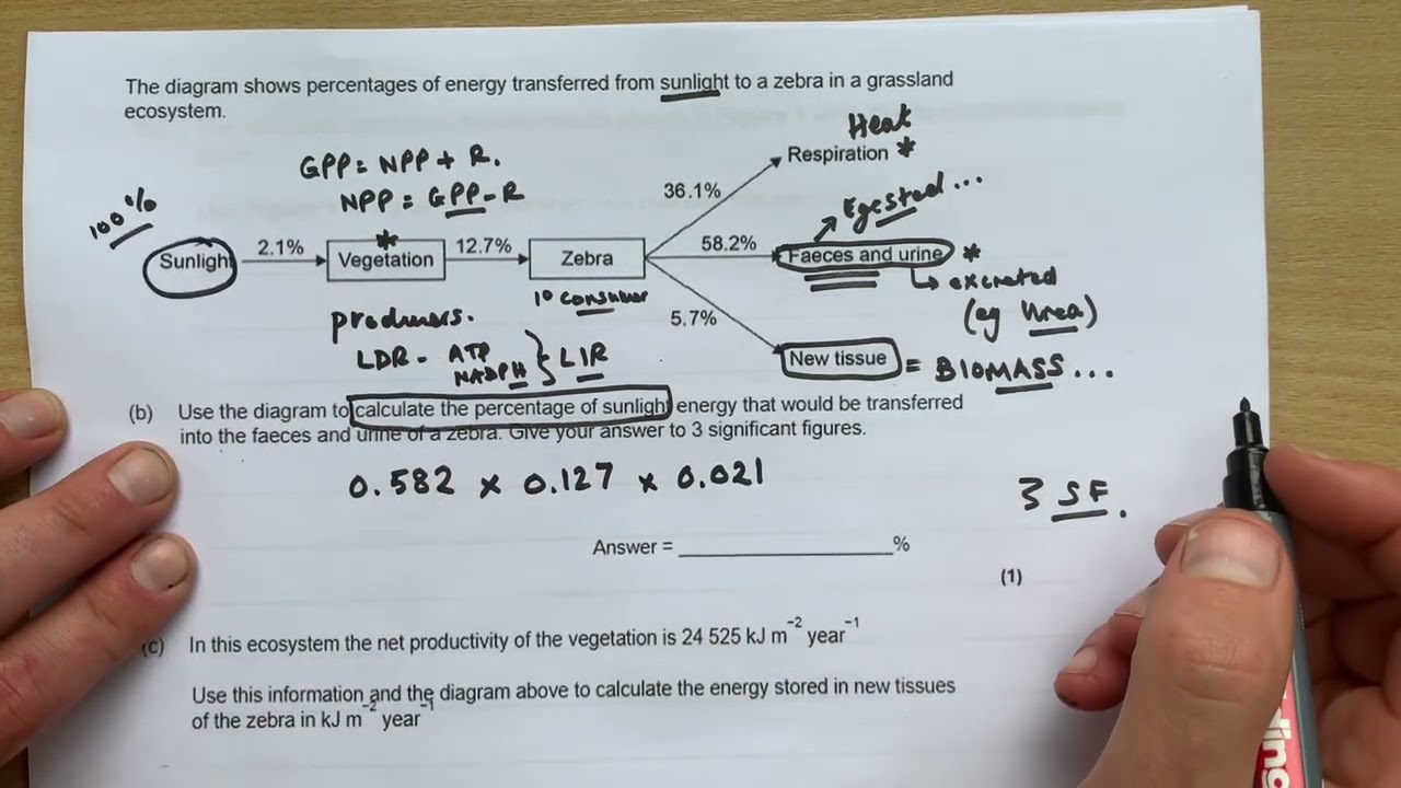 A Level Biology - “Energy Transfer” maths question (application A02)