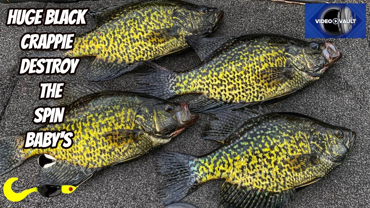 HUGE BLACK CRAPPIE DESTROY THE SPIN BABYS- Retro Footage Big Fish