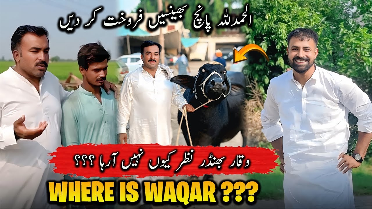 Waqar Bhinder vlog me q nahi a Raha 🤔 Where is Waqar | الحمدللہ آج پانچ بھینسیں فروخت کر دیں