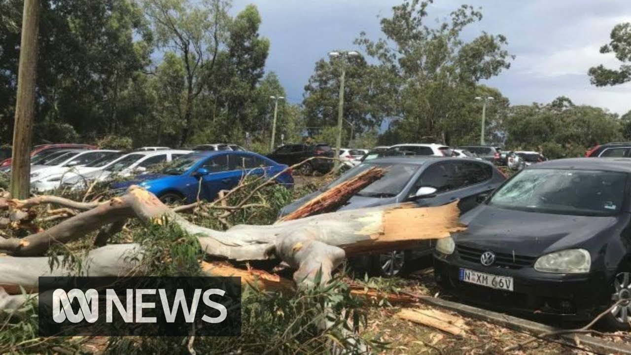 Wild storm downs trees and power lines on Sydney's north shore | ABC News
