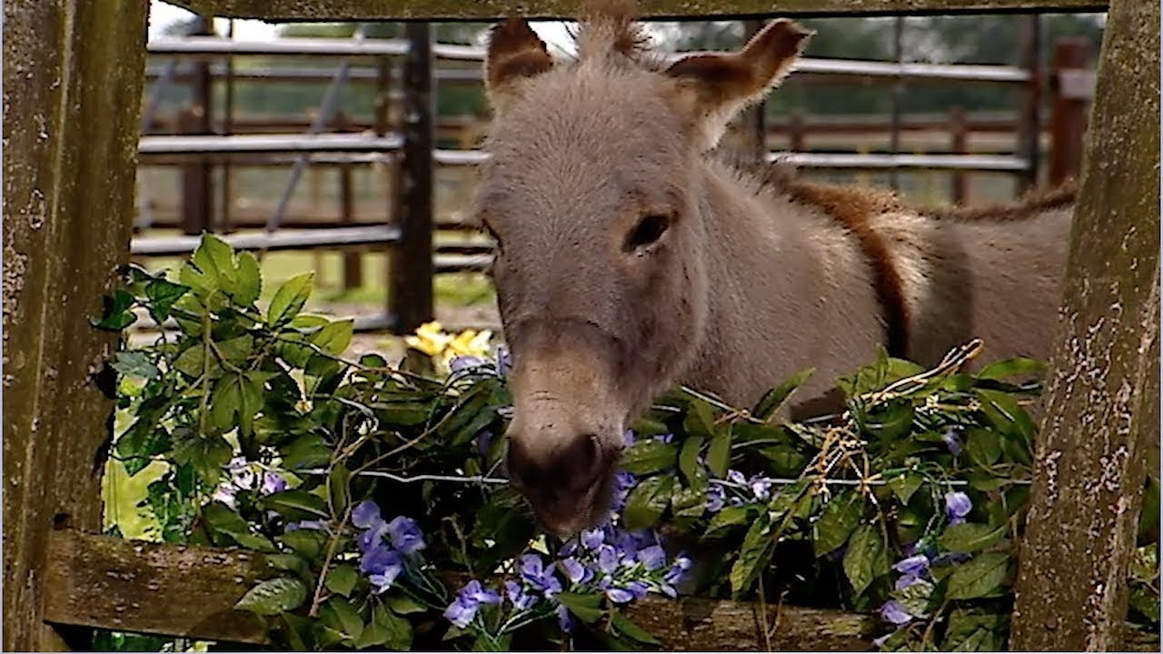 Going Camping – Big Barn Farm FULL EPISODE on ZeeKay Junior