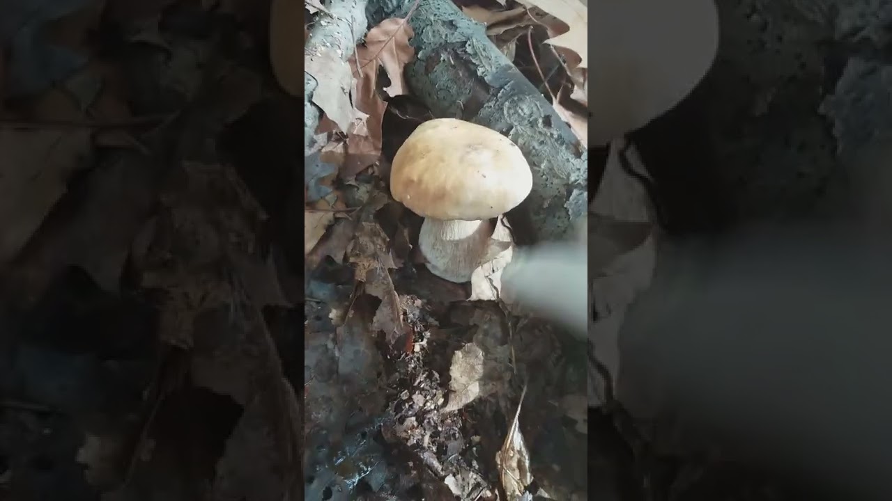 Boleto edulis celato 26/10/22