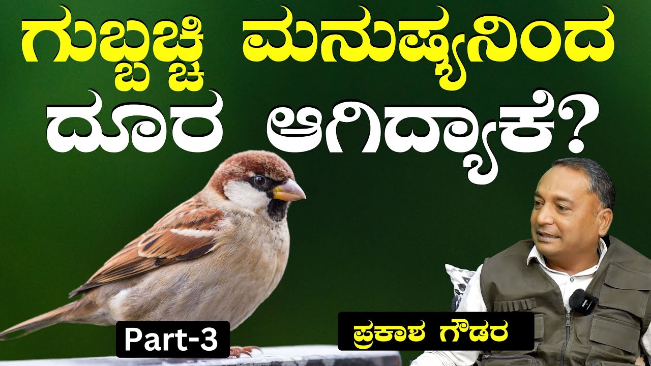 Ep-3| ಇಡೀ ಜೀವನಕ್ಕೆ ಒಬ್ಬ/ಒಬ್ಬಳೇ ಸಂಗಾತಿ! ಜೋಡಿಹಕ್ಕಿಯ ಹೃದಯಸ್ಪರ್ಶಿ ಕತೆ!| Prakash Goudar|  Hornbill