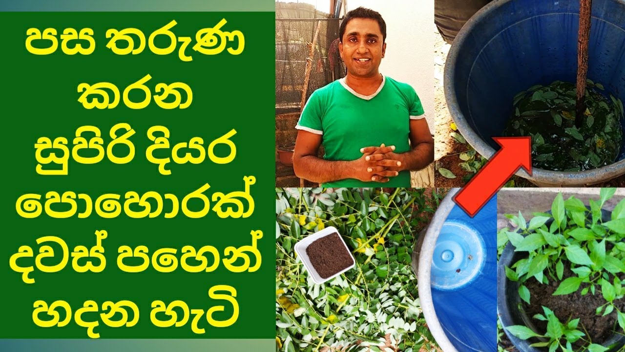 Home gardening in Sri Lanka Preparation of Best Organic liquid fertilizer at Home