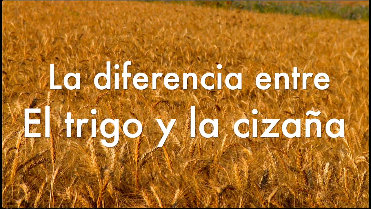 ¿Cuál es la diferencia entre Trigo y Cizaña?